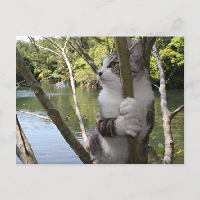 野 良 猫 ニ ャ ン 吉 anbudssökande anbudssökande anbudssö vykort (Framsida)