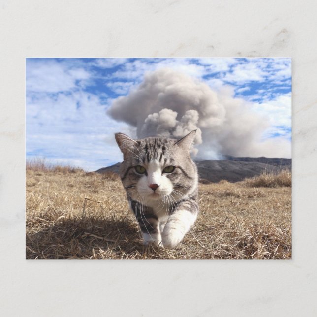 野 良 猫 ニ ャ ン 吉 anbudssökande anbudssökande vykort (Framsida)