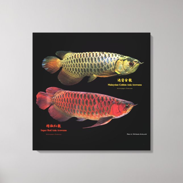 金と赤のAsian Arowana Canvastryck (Framsida)