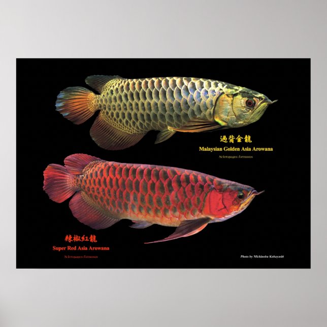金と赤のAsian Arowana Poster (Framsidan)