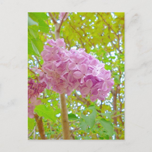 、 香 紫 丁 花(む ら periodiseringsperioden för periodise vykort (Framsida)