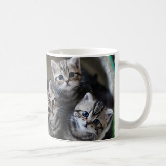 3匹のアメリカンショートヘアの子猫たち マグカップ KAFFEMUGG