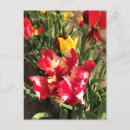 Sök efter tulpe vykort Vår