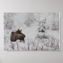 Sök efter alaska posters Älg
