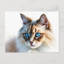 Sök efter ragdollkatt Djur