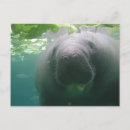 Sök efter gulliga roliga djur vykort Människor (allmänt)