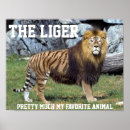 Sök efter lejon tiger konst Djur