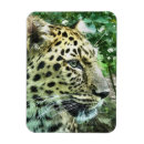Sök efter leopard magneter Människor (allmänt)