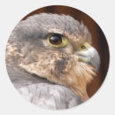 Sök efter peregrine klistermärken Bett fåglar