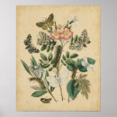 Sök efter butterfly posters Blommor