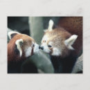 Sök efter röd panda Natur