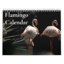 Sök efter flamingo fotografi Fåglar