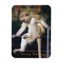 Sök efter roliga apor magneter Apa