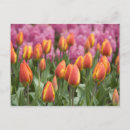 Sök efter keukenhof vykort Hyacint
