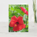 Sök efter röd hibiskus kort Rött