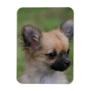 Sök efter långhårig magneter Chihuahua