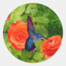 Sök efter hummingbird klistermärken Färgstark