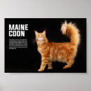Sök efter coon Kitten