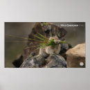 Sök efter pic posters Natur