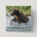 Sök efter grizzly knappar Alaska