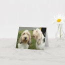 Sök efter griffon kort Valp