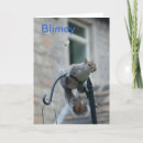 Sök efter ekorre födelsedagskort Ekorrar