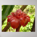 Sök efter röd hibiskus konst Blomma