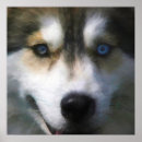 Sök efter sladd posters Siberian husky