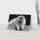 Sök efter chowchow Hund
