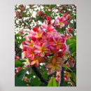 Sök efter plumeria posters Frangipani