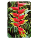 Sök efter heliconia Röd