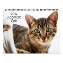 Sök efter kattkalender Liten katt