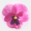 Sök efter blotta Rosa