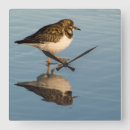 Sök efter sandpipblåsare Sandpiper