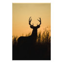 Sök efter odocoileus Odocoileus virginianus