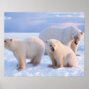 Sök efter globala ungar posters Snö