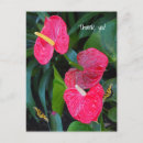Sök efter anthurium Hjärta