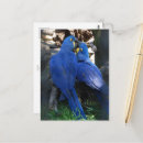 Sök efter papegoja vykort För dem