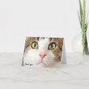 Sök efter tabby katt kort Människor (allmänt)