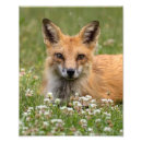 Sök efter röd räv posters Natur