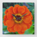 Sök efter zinnias konst Natur