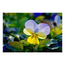 Sök efter pansy posters Blomma