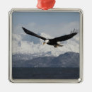 Sök efter fågel av örnen julgransprydnader Vilda djur