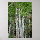 Sök efter björkar konst Skog