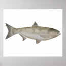 Sök efter carp posters Fisk