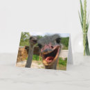Sök efter ostrich kort Struts