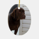 Sök efter jul för chokladlabrador Retriever