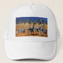 Sök efter zebra kepsar Afrika