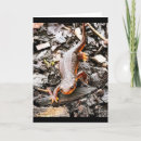 Sök efter salamander Natur