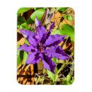Sök efter clematis magneter Blommor